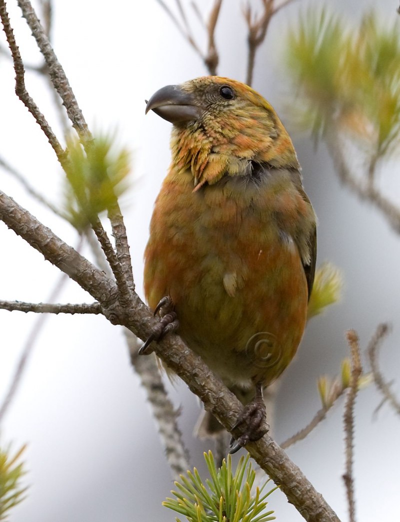 Luscinia Luscinia