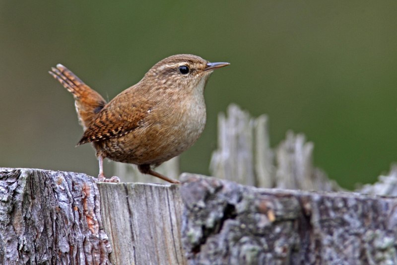 Garrulus glandarius glandarius