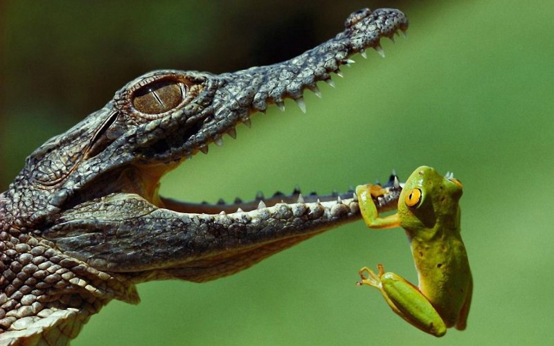 Нильский крокодил National Geographic