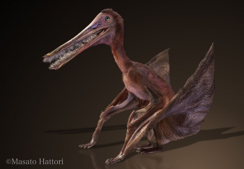 Ctenochasma Tidae