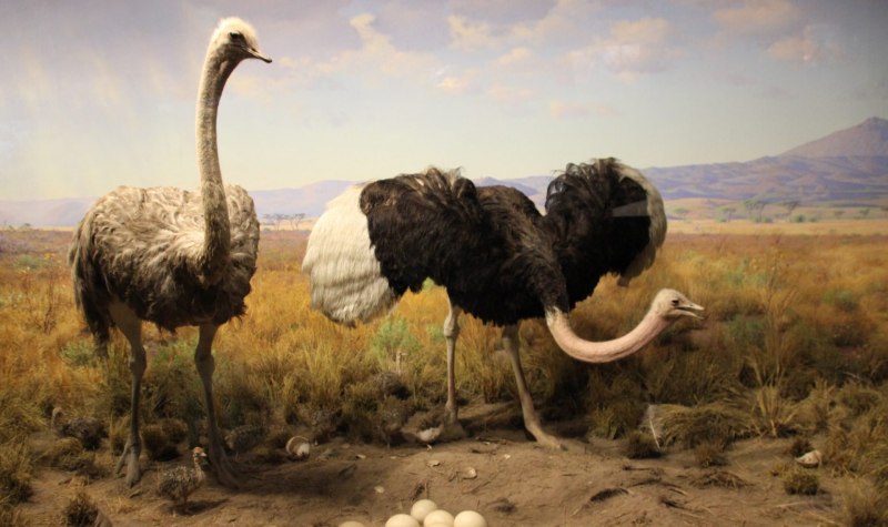 Гигантский страус (Struthio dmanisensis