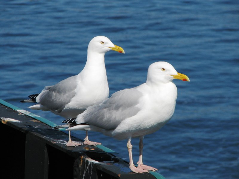 Larus smithsonianus