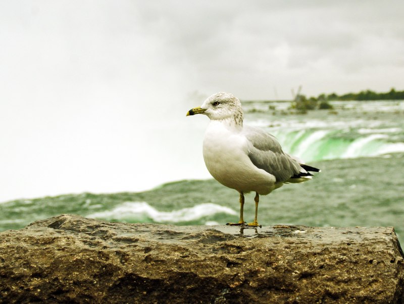 Морские птицы фотосет