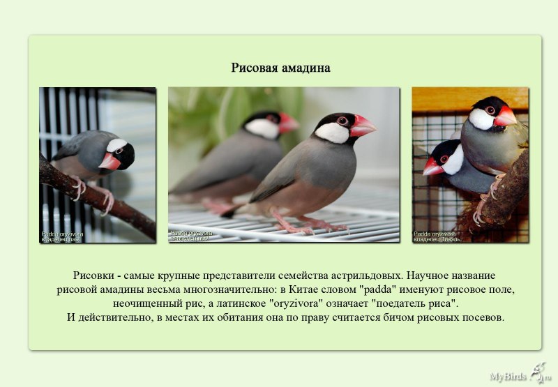 Зебровая амадина палевая