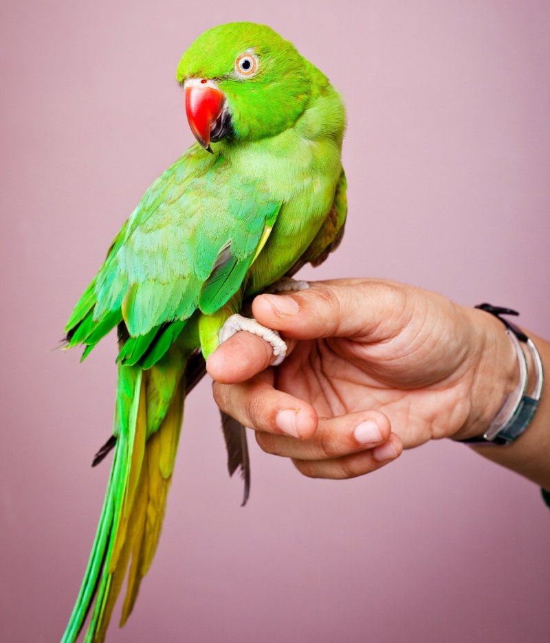 Indian ringneck попугай