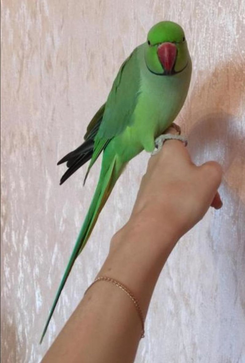 Ожереловый попугай на руке (39 фото)
