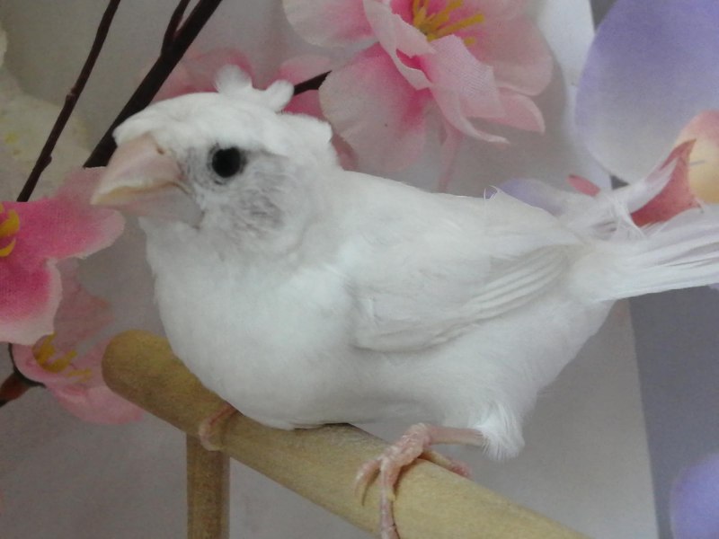 Попугаи амадины