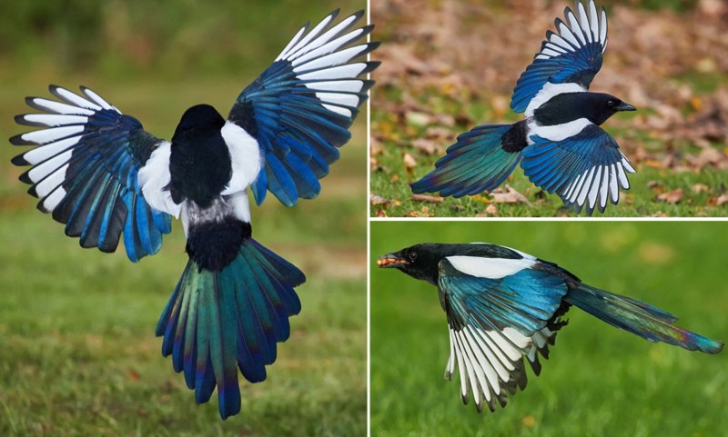 Magpie Wings ref