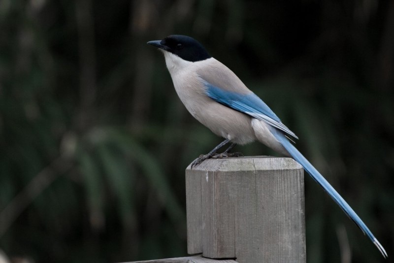 Cyanopica Cyana