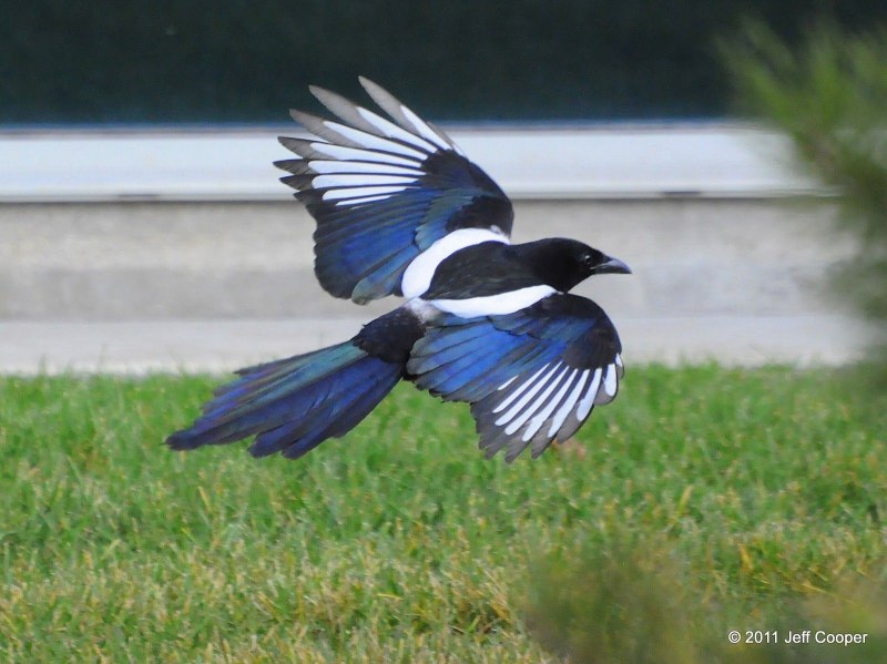 Blue Jay and Magpie