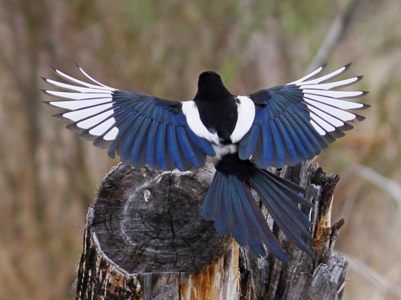 Magpie - сорока