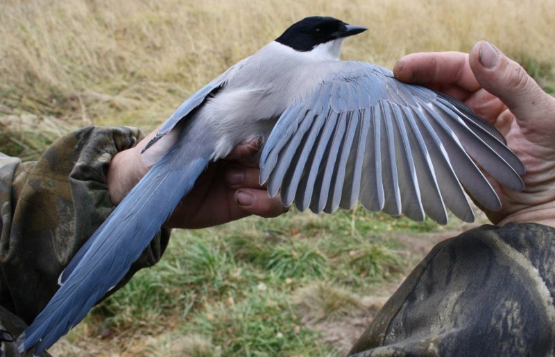 Cyanopica Cyana