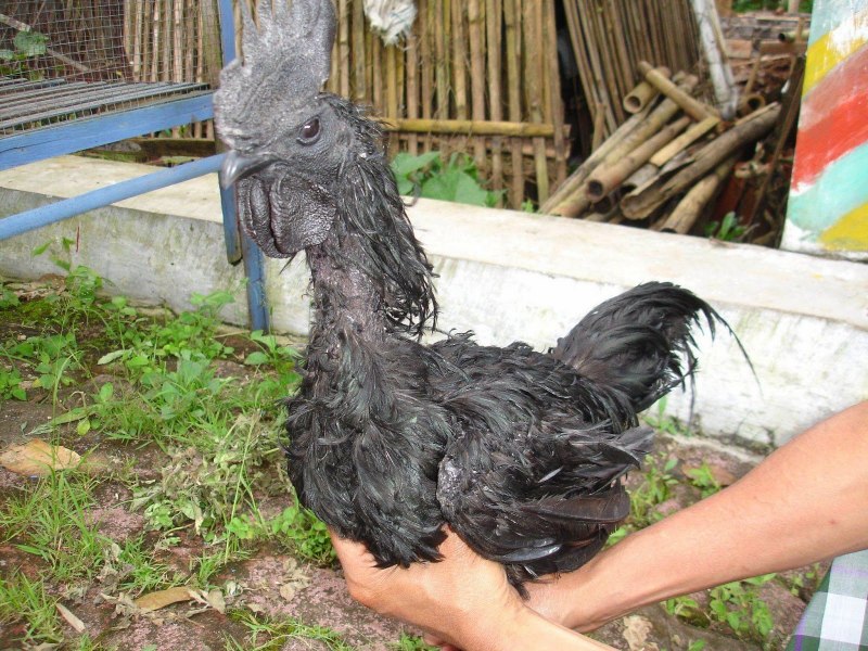 Цемани альбинос