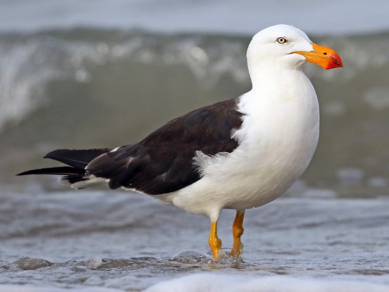 American Herring Gull