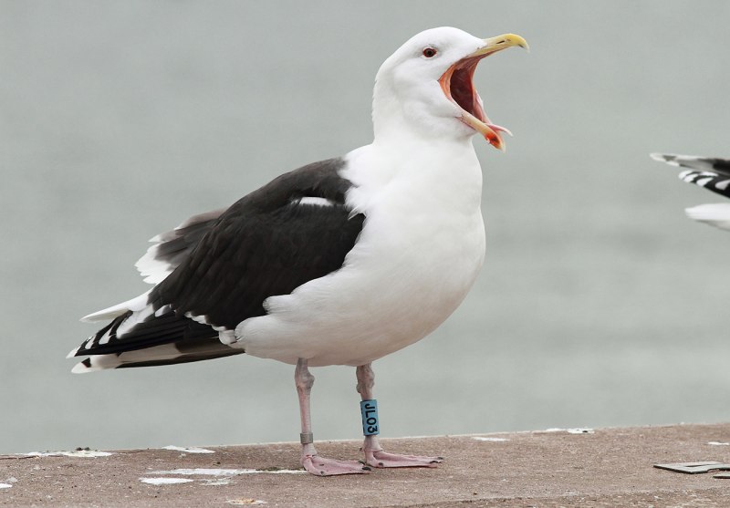 Клуша Larus fuscus