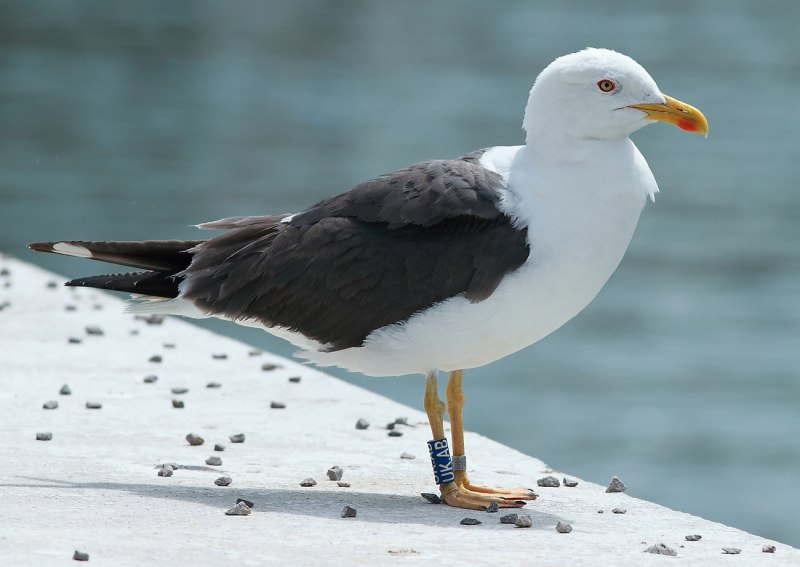 Морская Чайка Larus Marinus