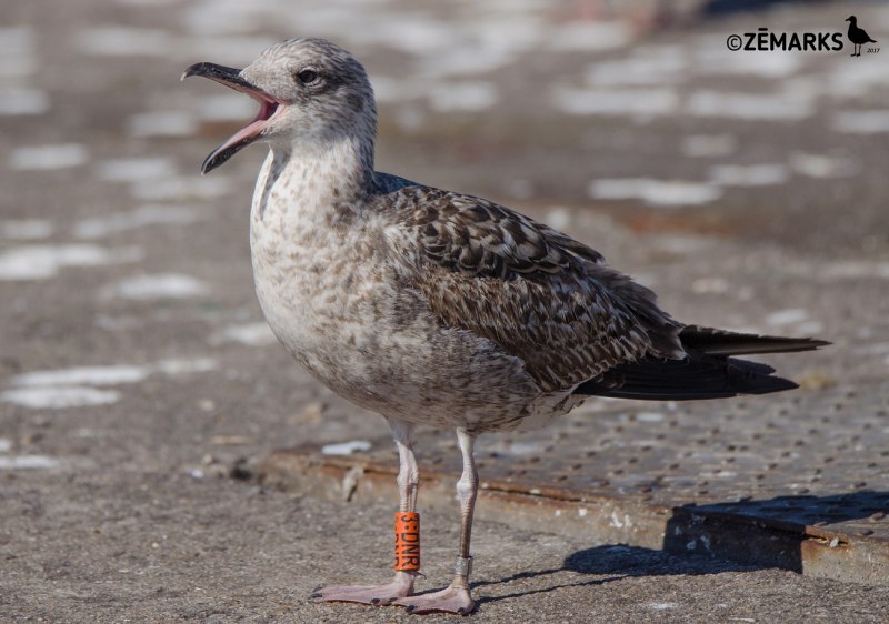 Морская Чайка Larus Marinus