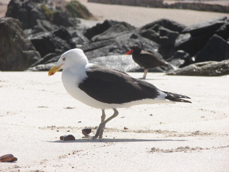 Larus heuglini