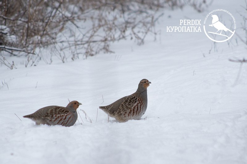 Перепёлка фото птица домашняя