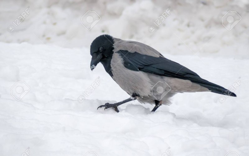 Серая ворона зимой