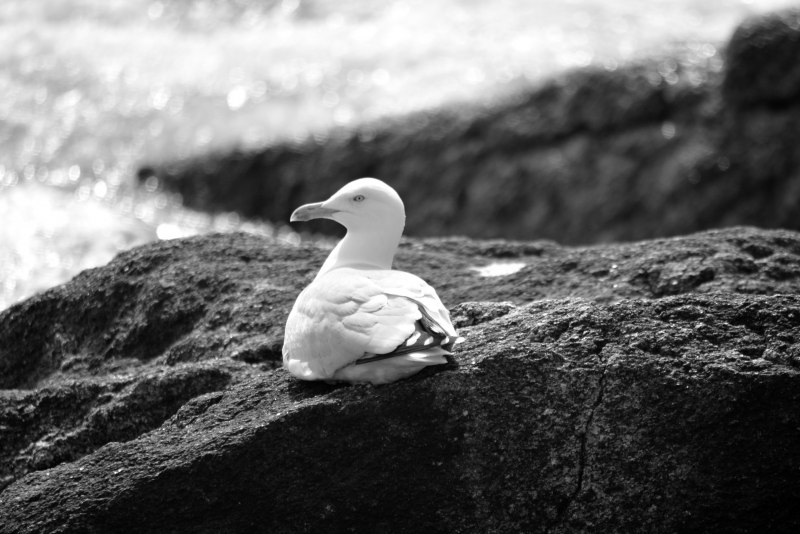 Чайки черно белое (47 фото)