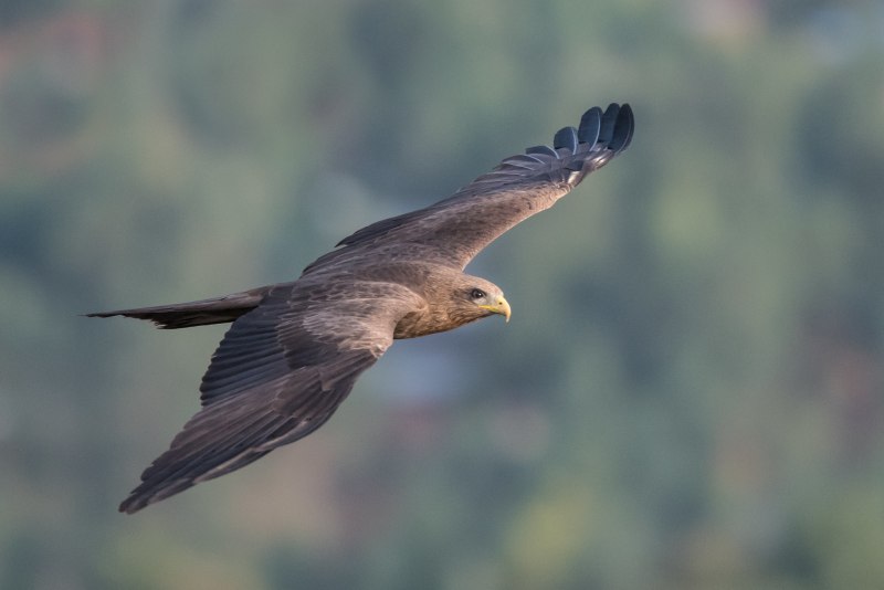 Black Winged Kite