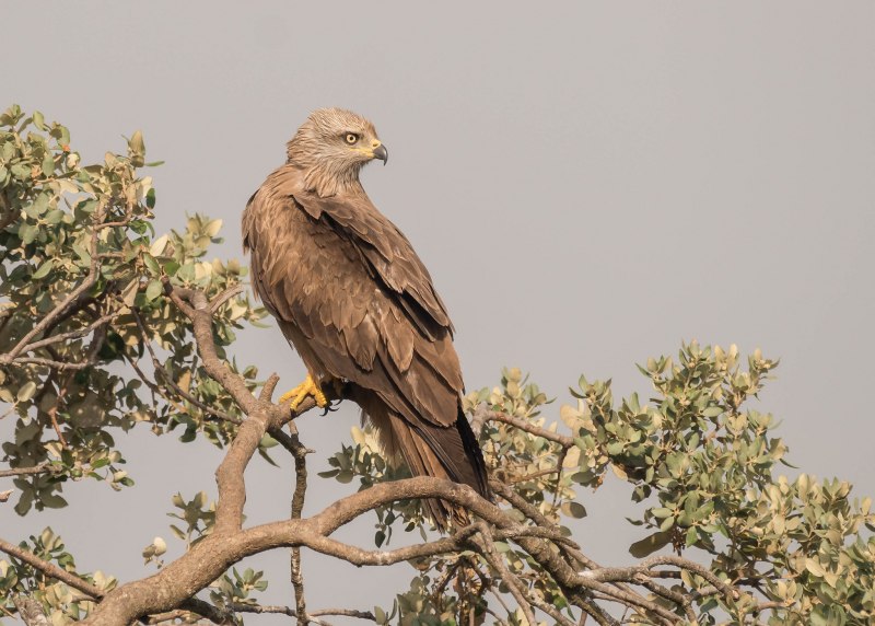 Elanus leucurus