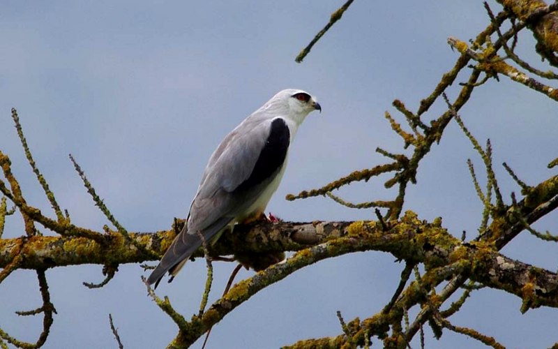 Elanus leucurus