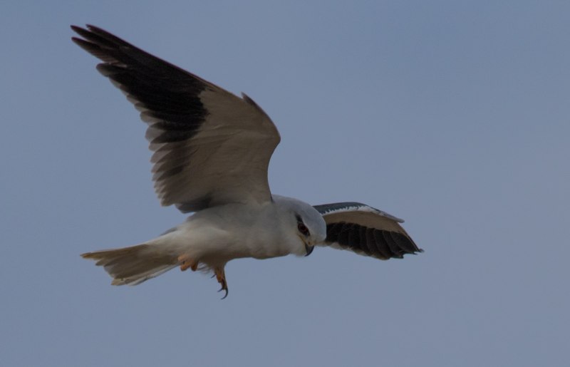 Elanus leucurus