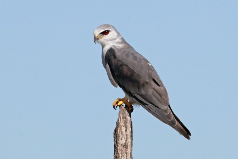 Black Winged Kite