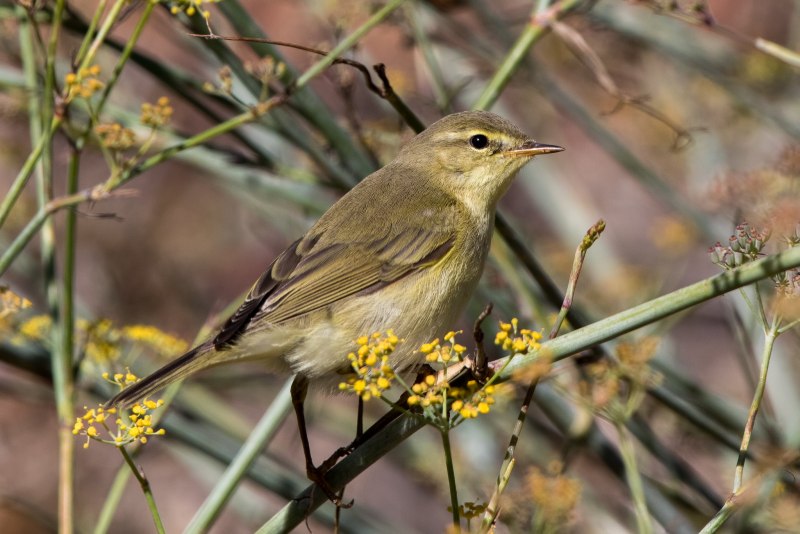 Phylloscopus collybita гнездо