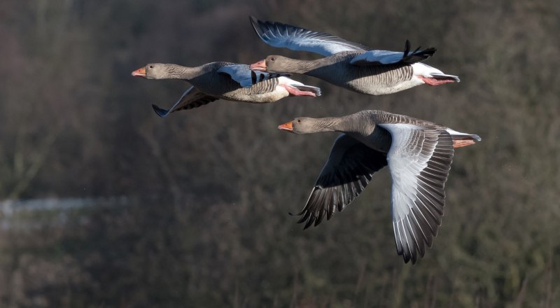 Водоплавающие птицы Гусь