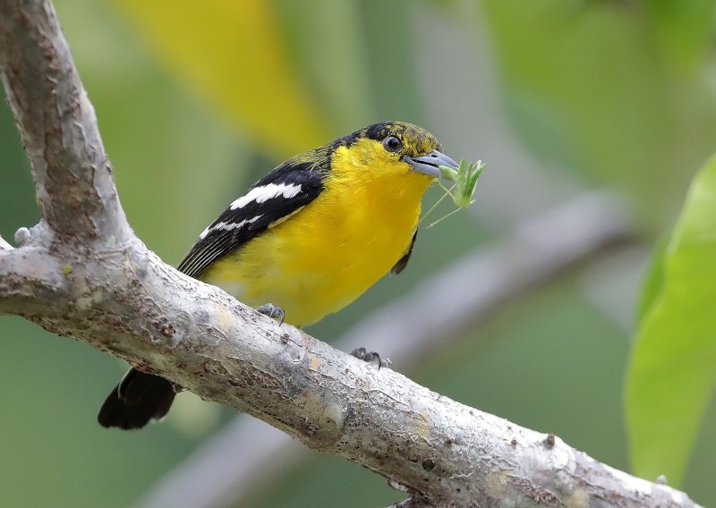 Aegithina nigrolutea