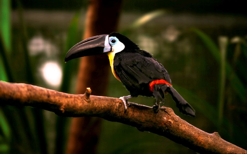 Great-billed Kingfisher