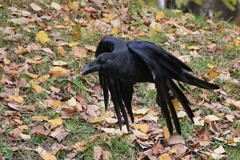 Королевский ворон Коракс рекс