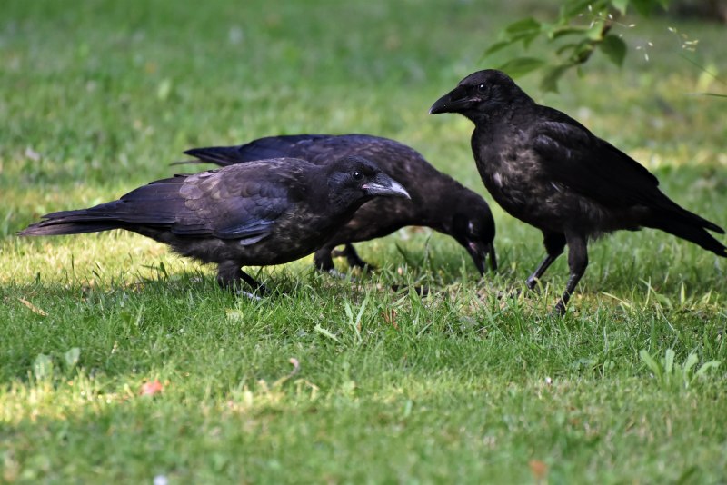 Черный ворон Corvus Corax