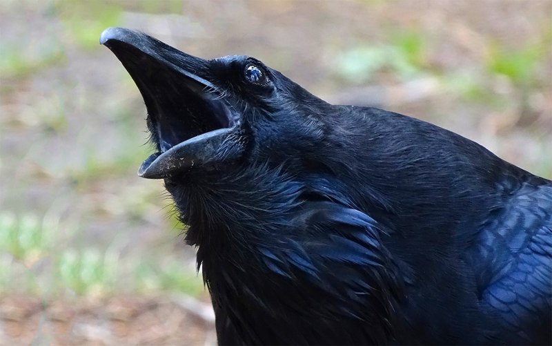 Черный ворон Corvus Corax