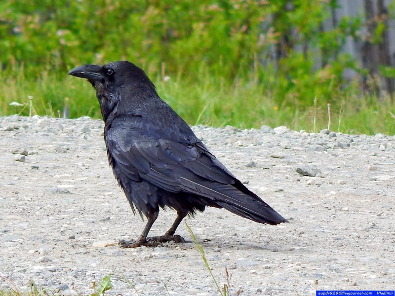 Corvus Corax птица