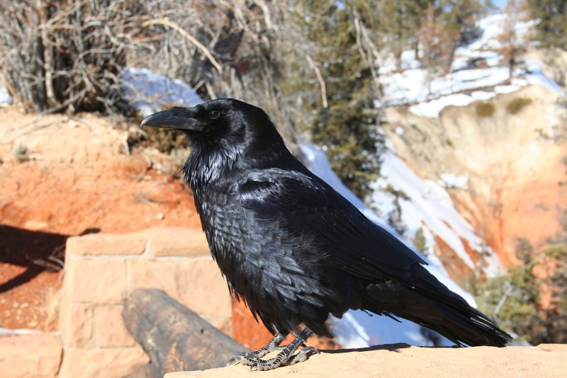 Corvus Corax птица