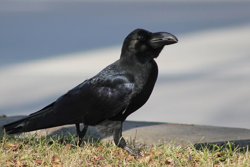 Corvus coronoides
