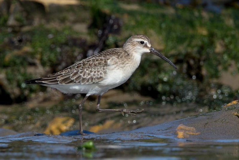 Calidris ferruginea определитель