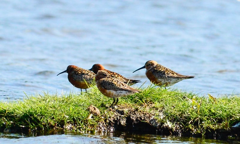 Почтовая марка краснозобик Calidris ferruginea