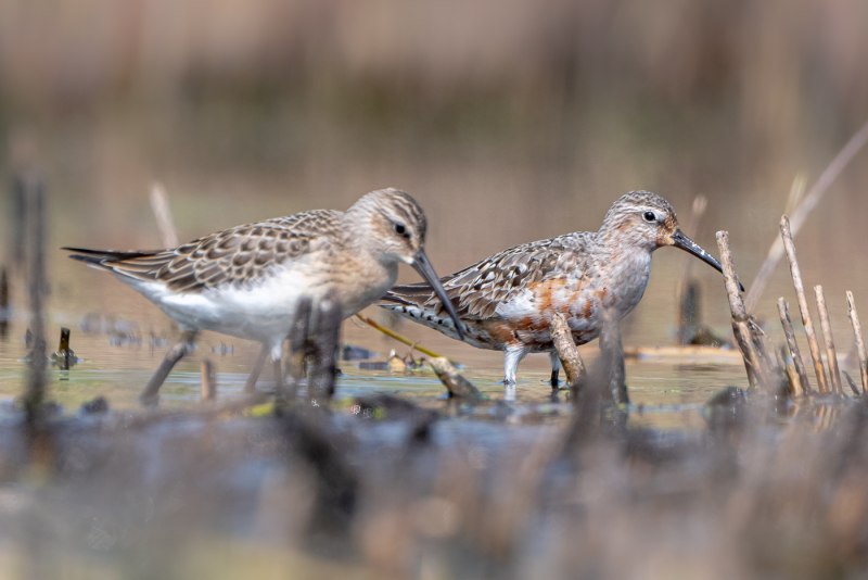 Вид: краснозобик ― Calidris ferruginea (Pont.) Генздо