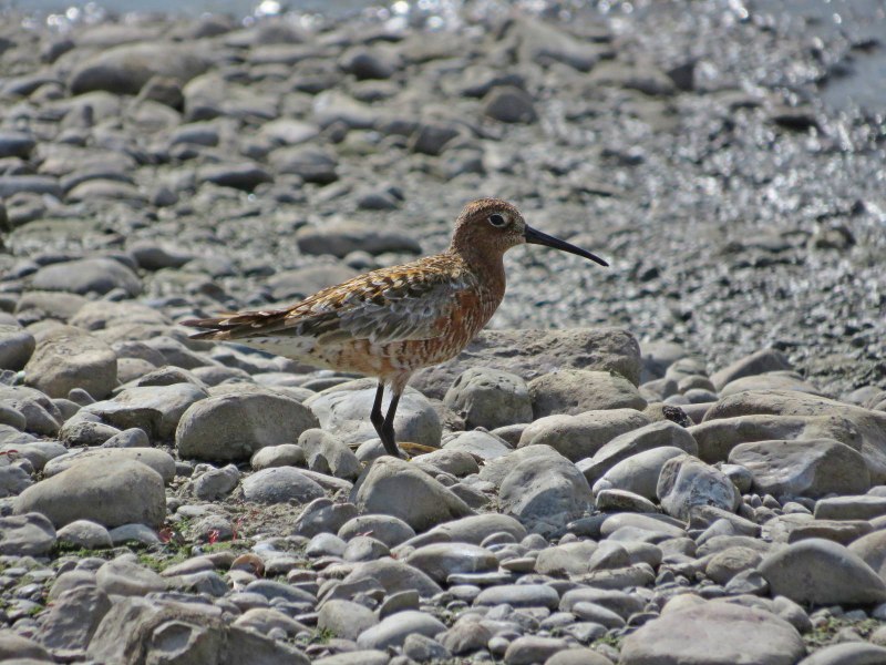 Calidris ferruginea