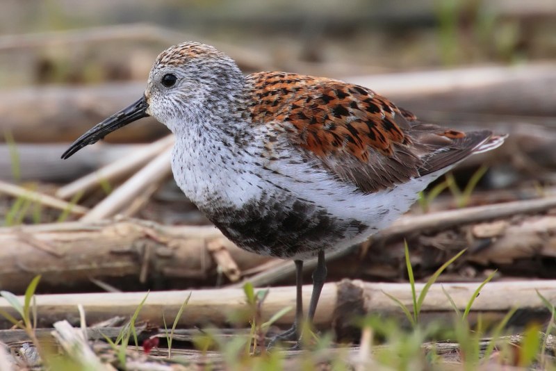 Краснозобик Calidris ferruginea (Pont.) Гнездо
