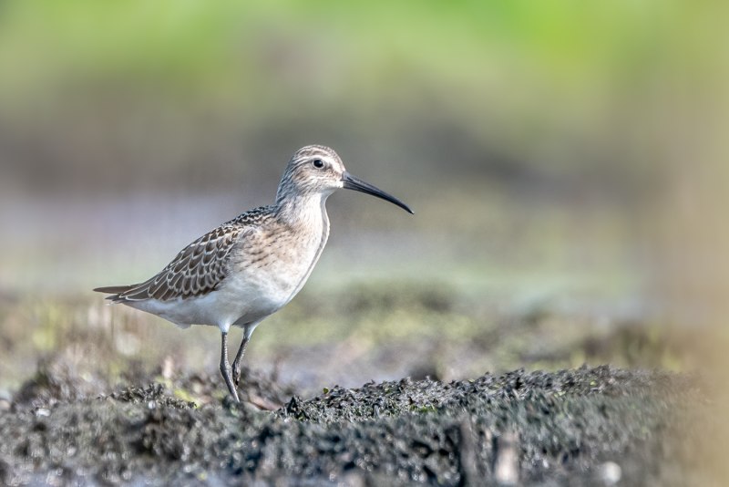 Краснозобик Calidris ferruginea