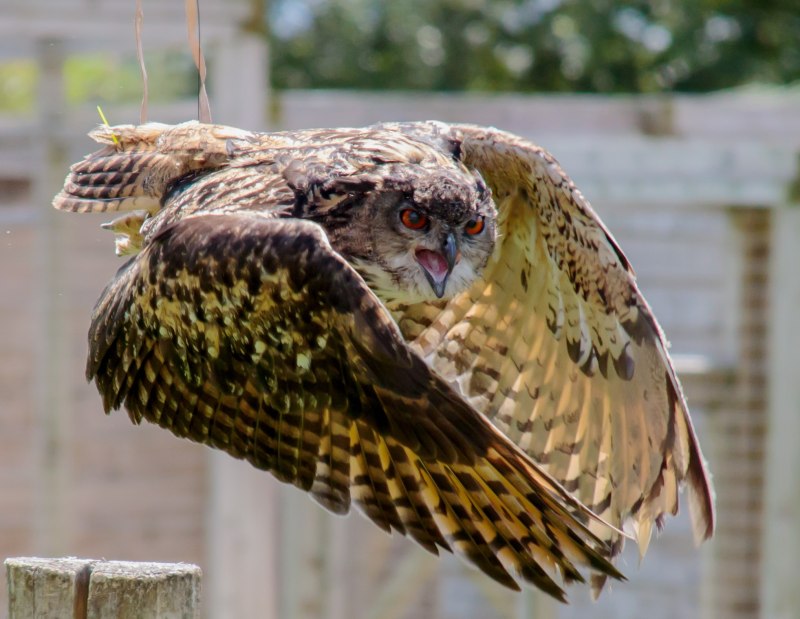 Виргинский Филин (Bubo virginianus)