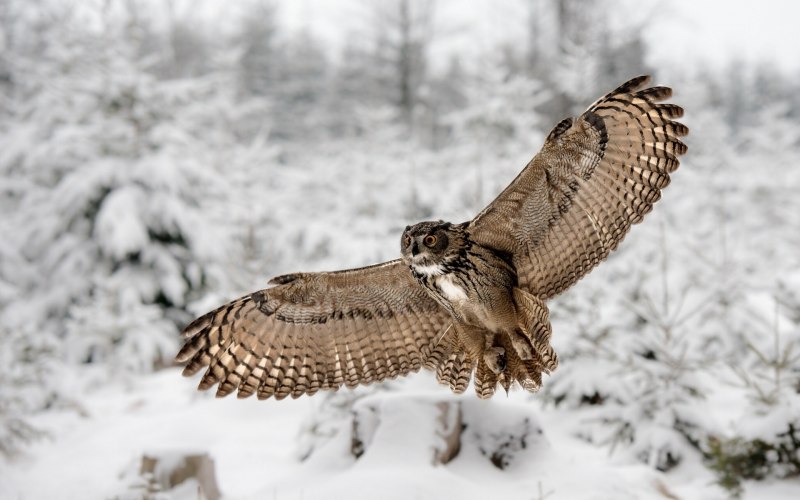 Филин Bubo Bubo с добычей
