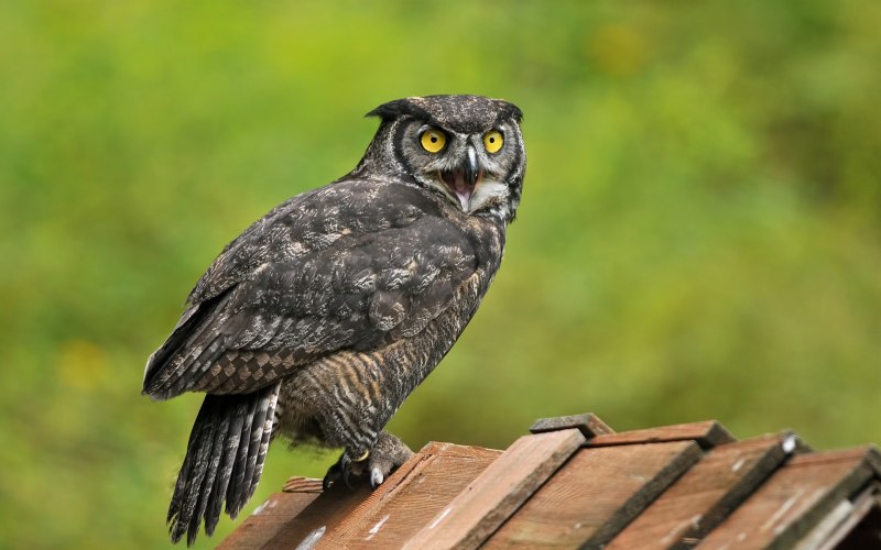 Eurasian Eagle Owl