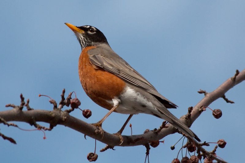 Странствующий Дрозд (turdus migratorius)